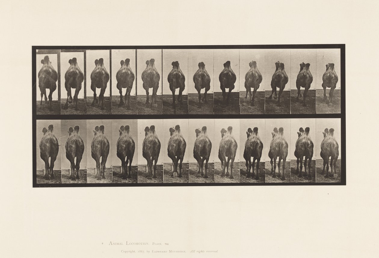 Tablica 741. Wielbłąd dwugarbny; A, Chodzenie; B, Regały autorstwa Eadweard Muybridge