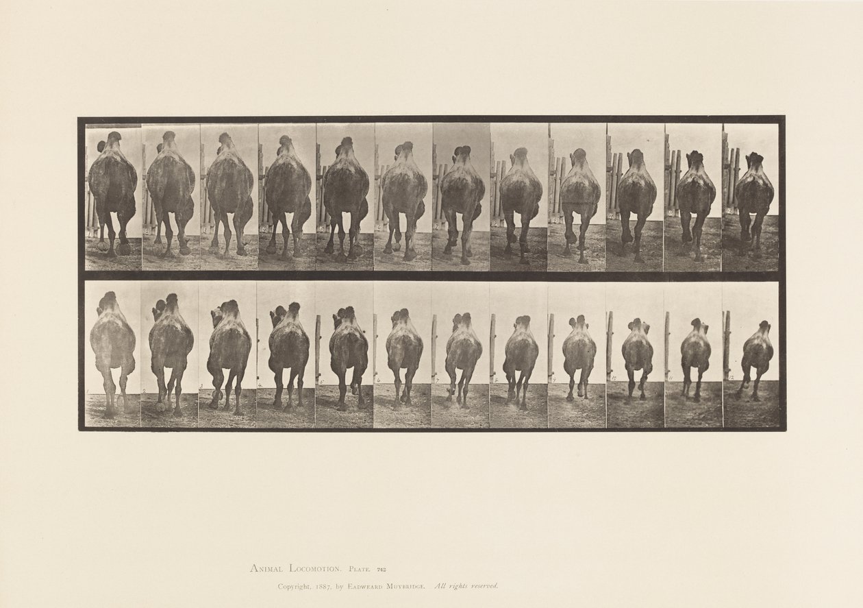 Tablica 742. Wielbłąd dwugarbny; A, regały; B, Galopujący autorstwa Eadweard Muybridge