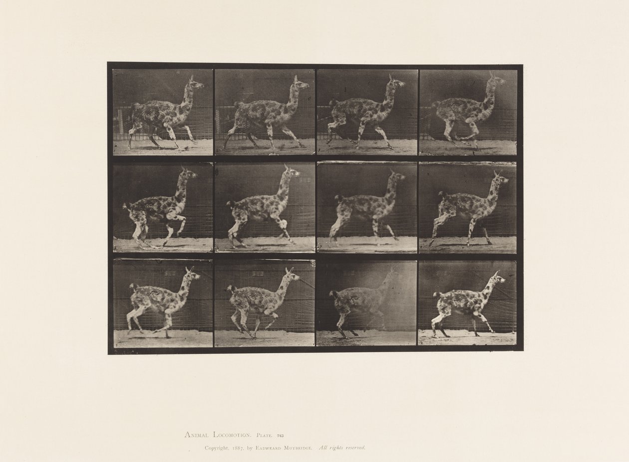 Płyta 743. Guanako; Galopujący autorstwa Eadweard Muybridge