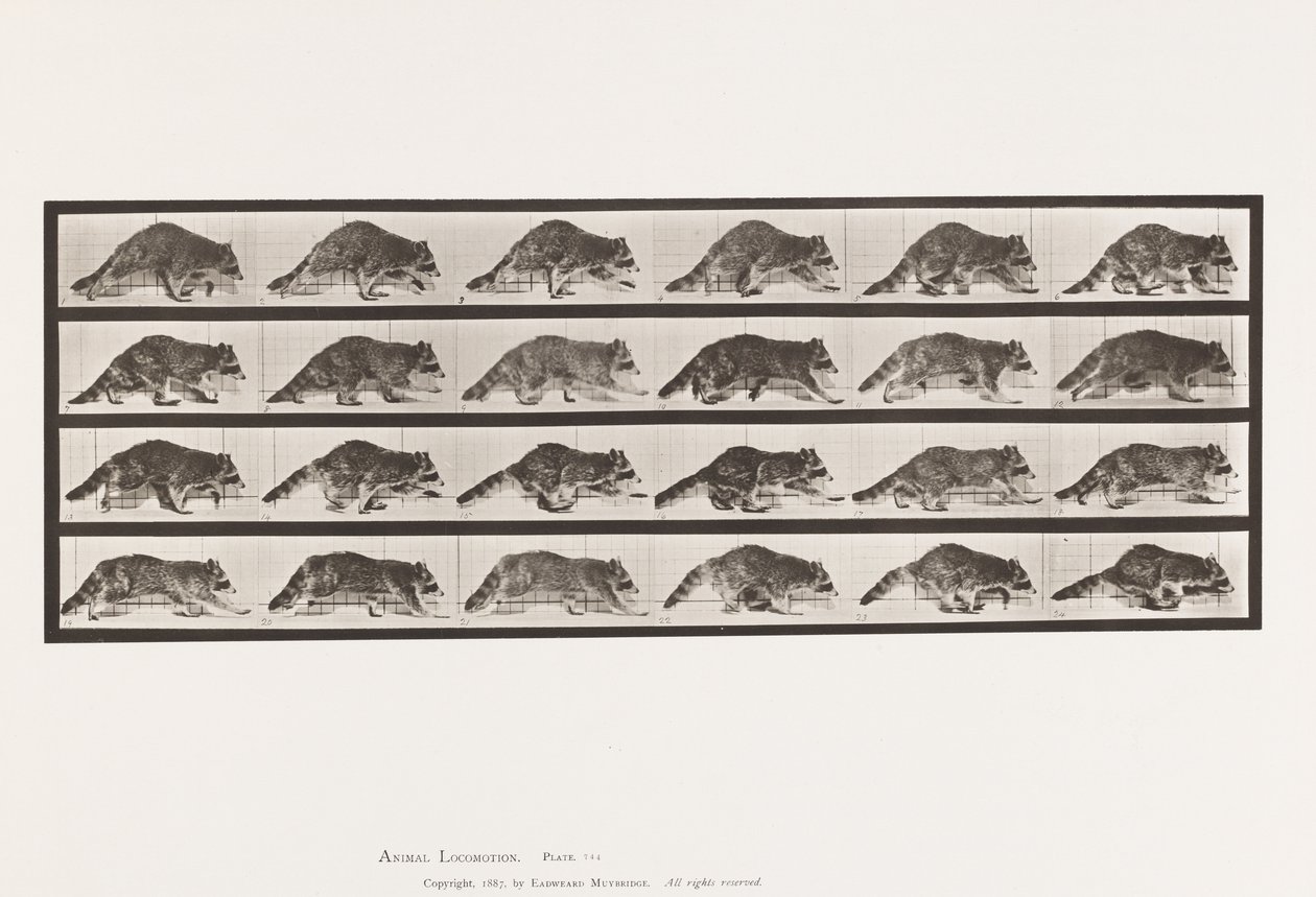 Płyta 744. Szop pracz; Pieszy; Zmień na galopujący autorstwa Eadweard Muybridge