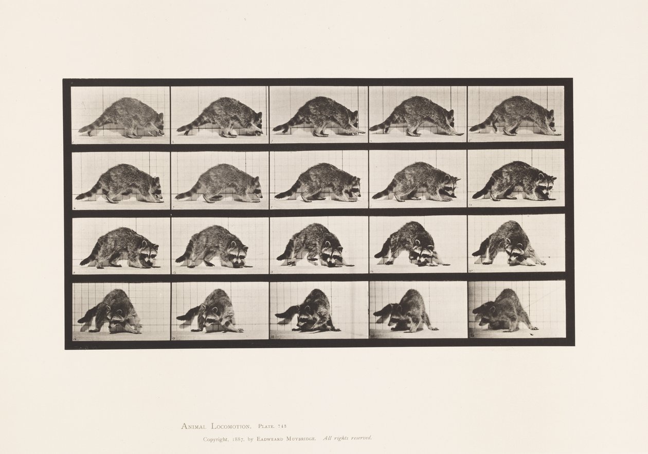 Płyta 745. Szop pracz; Pieszy; i odwracanie się autorstwa Eadweard Muybridge
