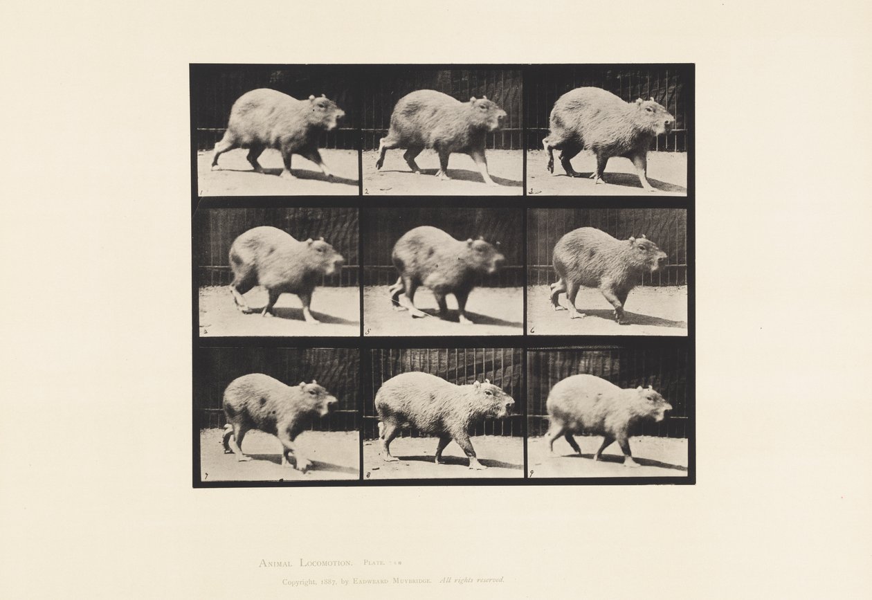 Płyta 746. Kapibara; Pieszy autorstwa Eadweard Muybridge