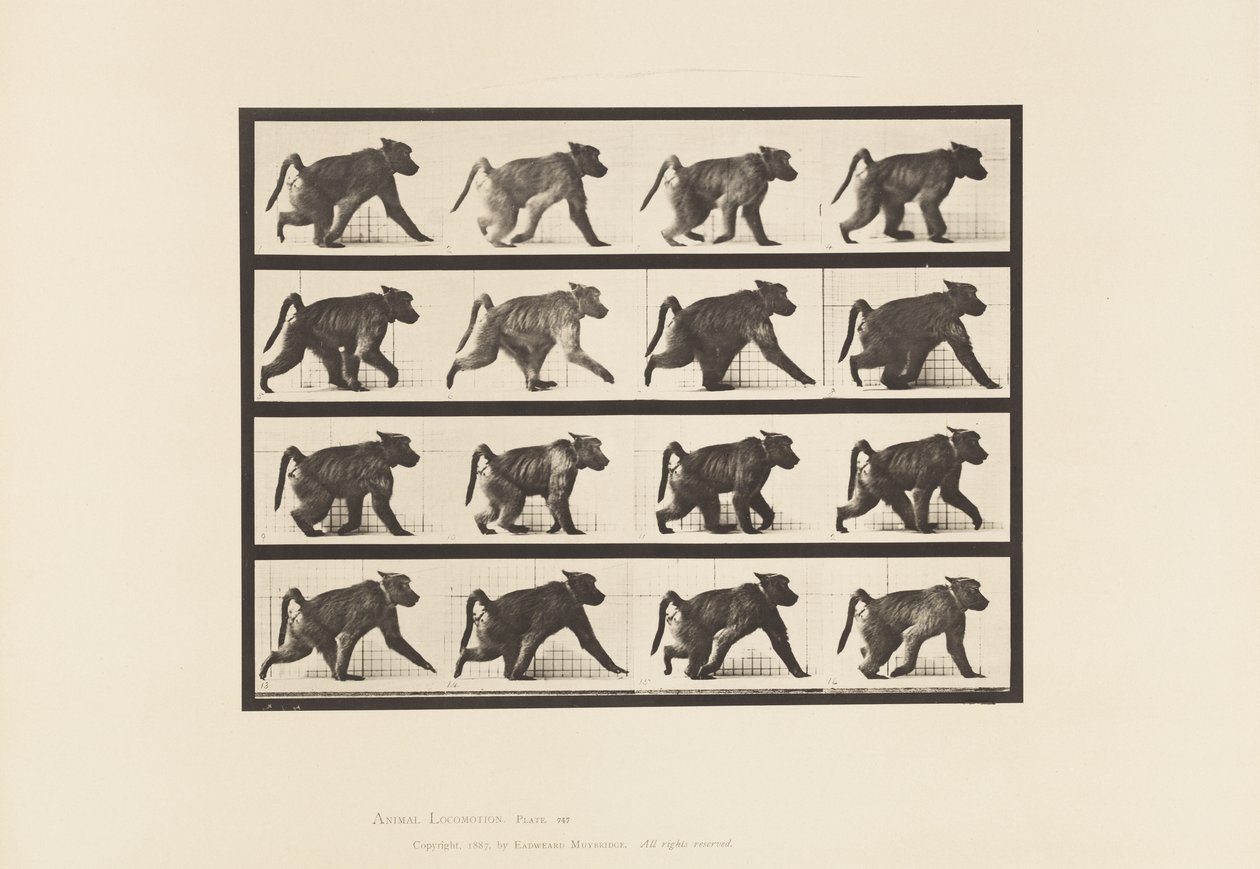 Płyta 747. Pawian; Chodzenie na czworakach autorstwa Eadweard Muybridge