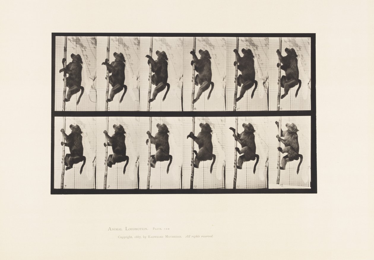 Płyta 749. Pawian; Wspinaczka po słupie autorstwa Eadweard Muybridge