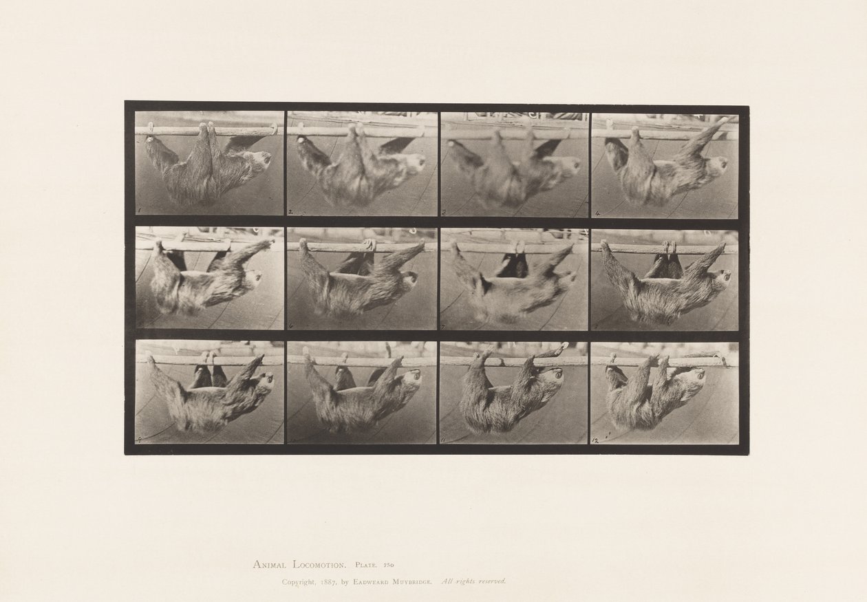 Płyta 750. Leniwiec; Chodzący, zawieszony na poziomym słupie autorstwa Eadweard Muybridge