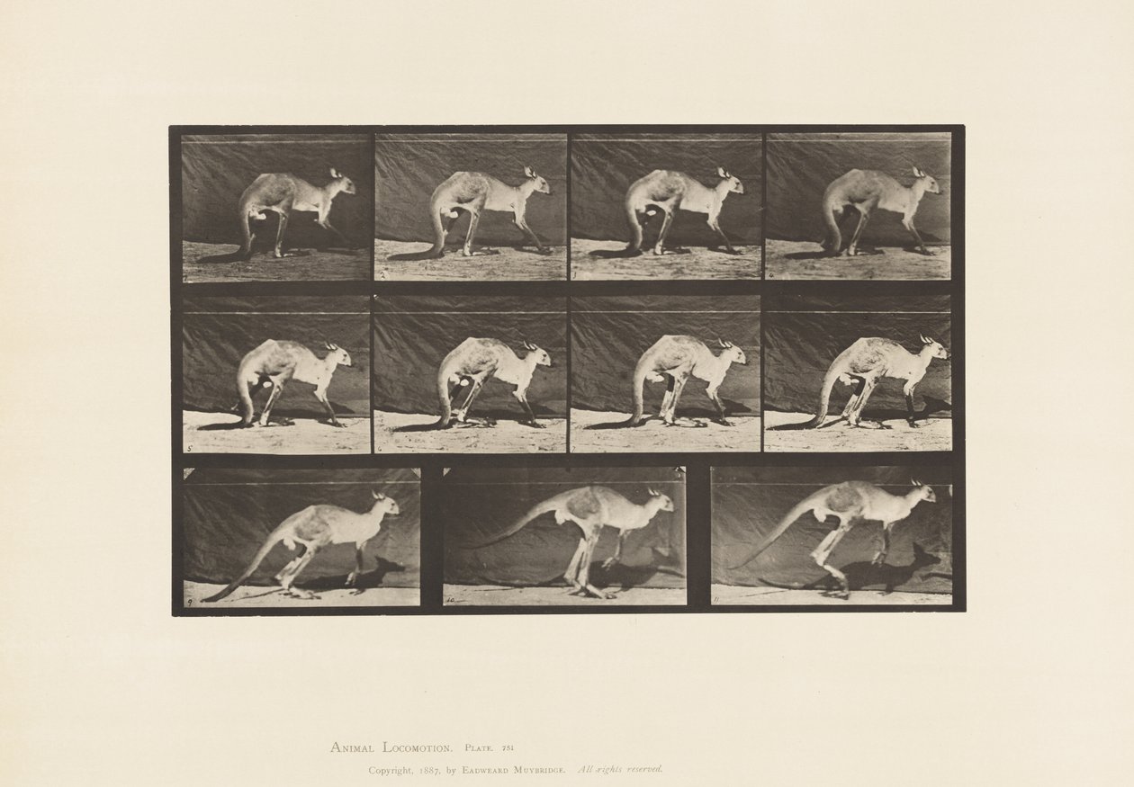 Talerz 751. Kangur; Chodzenie na czworakach; Zmień na skakanie autorstwa Eadweard Muybridge
