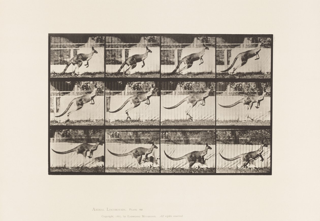 Talerz 752. Kangur; Skoki autorstwa Eadweard Muybridge