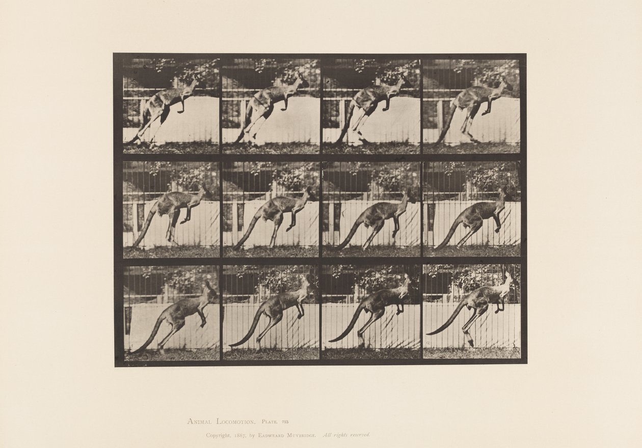Talerz 753. Kangur; Skoki autorstwa Eadweard Muybridge