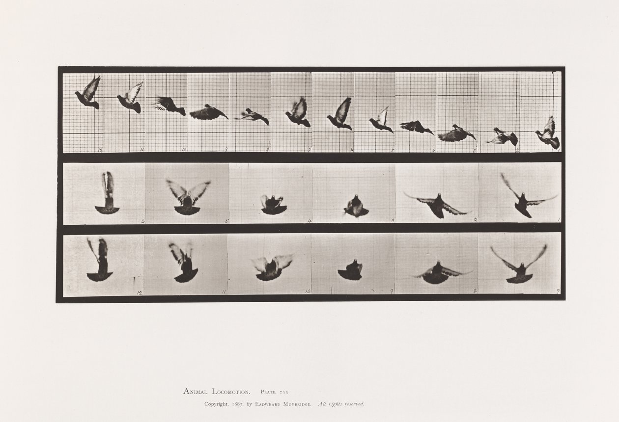 Płyta 755. Gołąb; Latający autorstwa Eadweard Muybridge