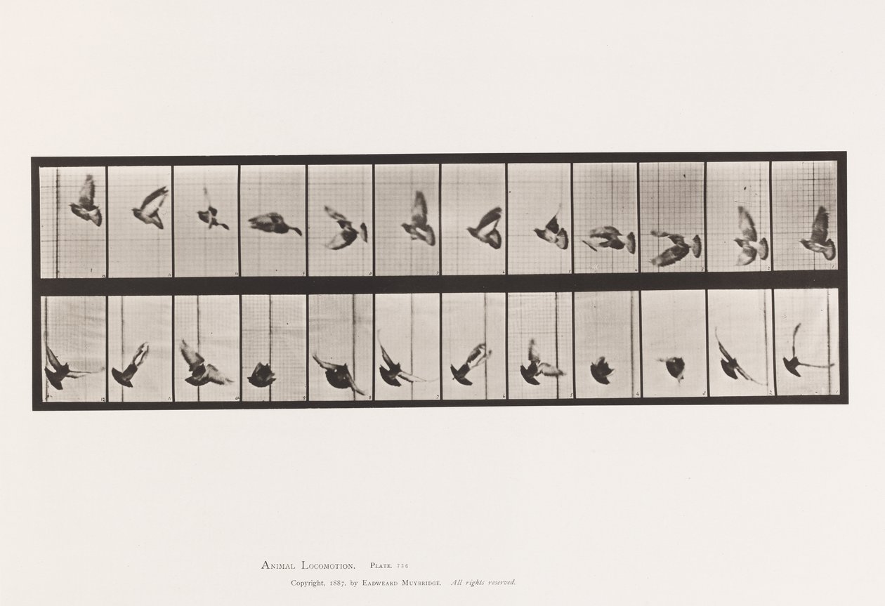 Płyta 756. Gołąb; Latający autorstwa Eadweard Muybridge