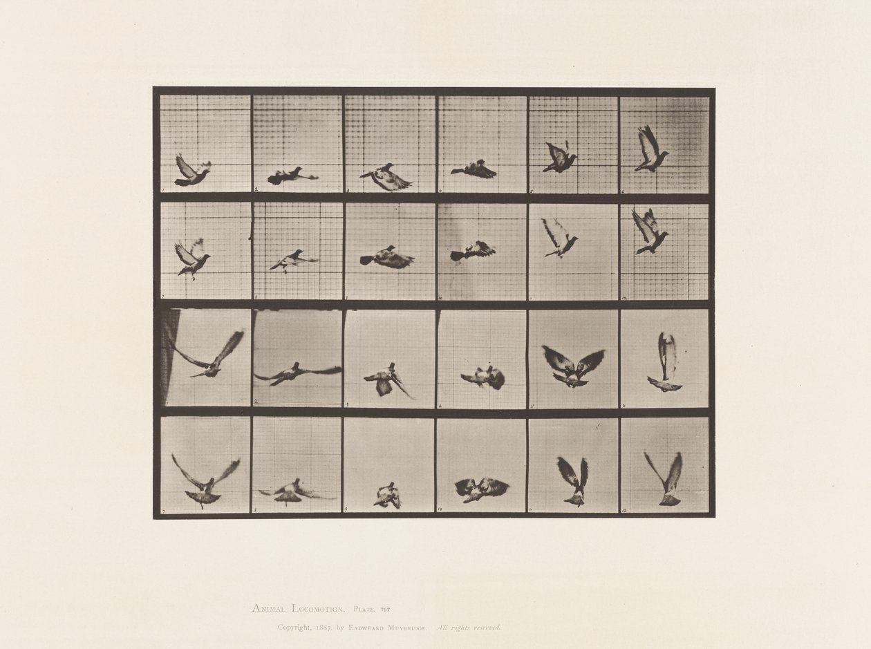 Tabliczka 757. Gołąb; Latający autorstwa Eadweard Muybridge