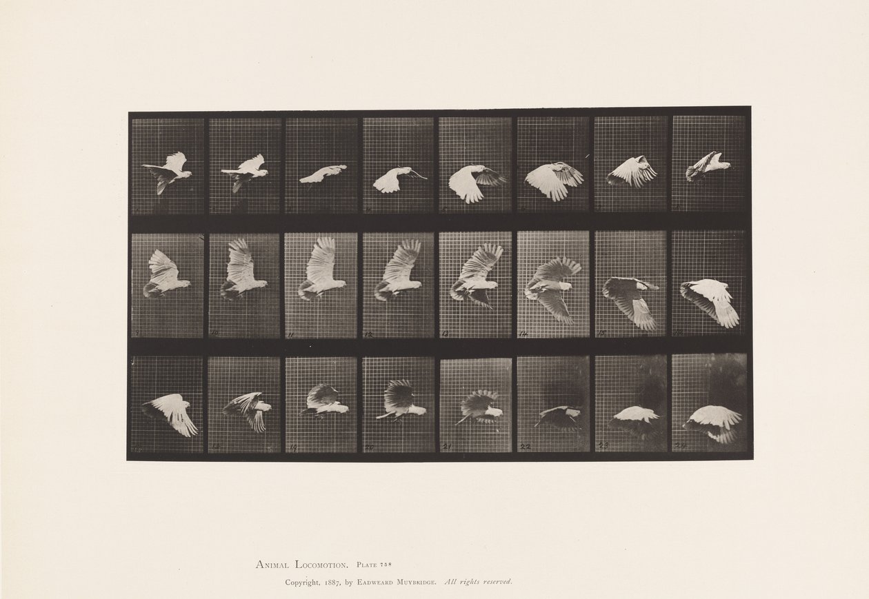 Talerz 758. Kakadu; Latający autorstwa Eadweard Muybridge