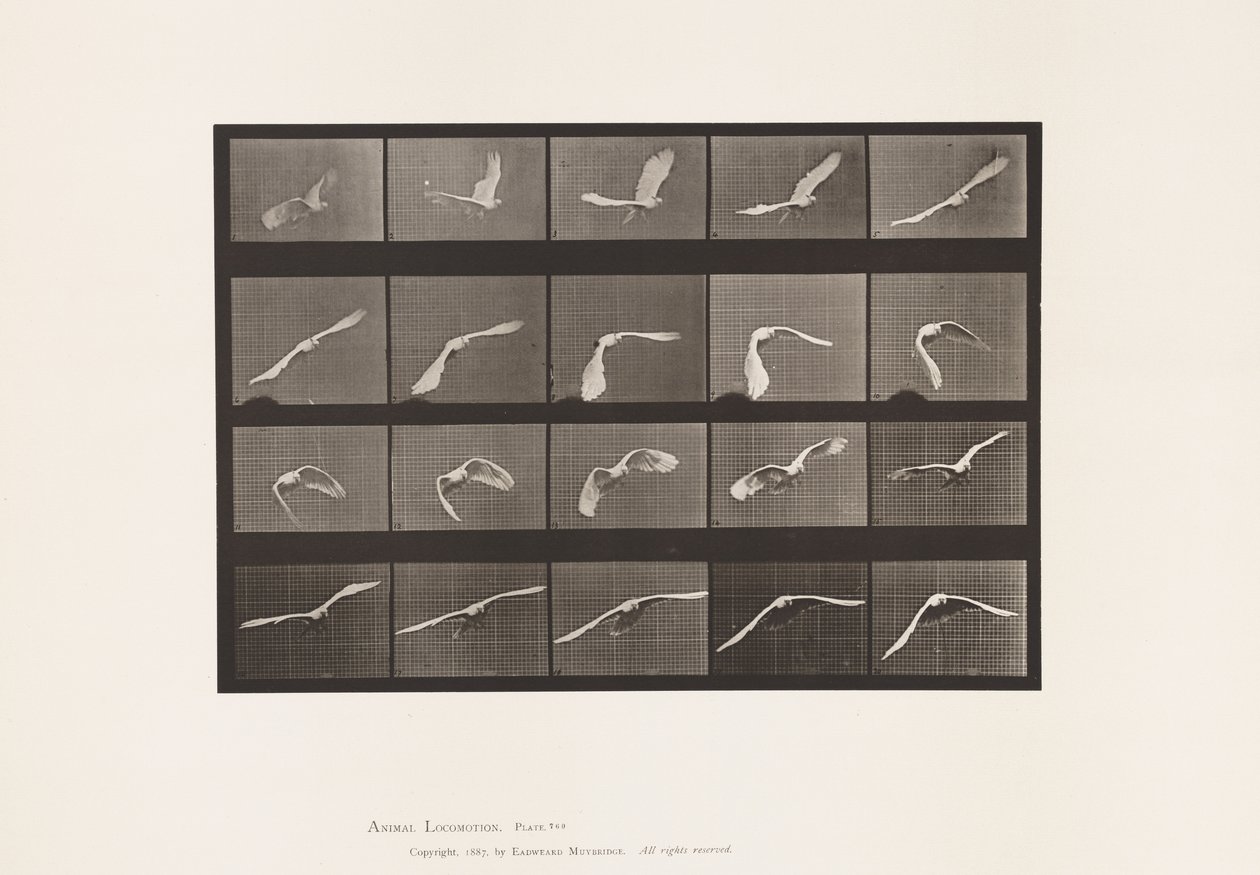 Talerz 760. Kakadu; Latający autorstwa Eadweard Muybridge