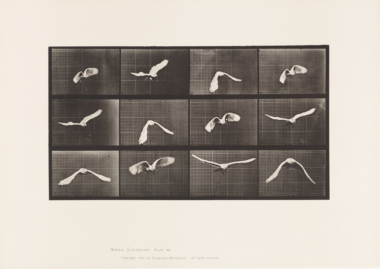 Talerz 762. Kakadu; Latający autorstwa Eadweard Muybridge