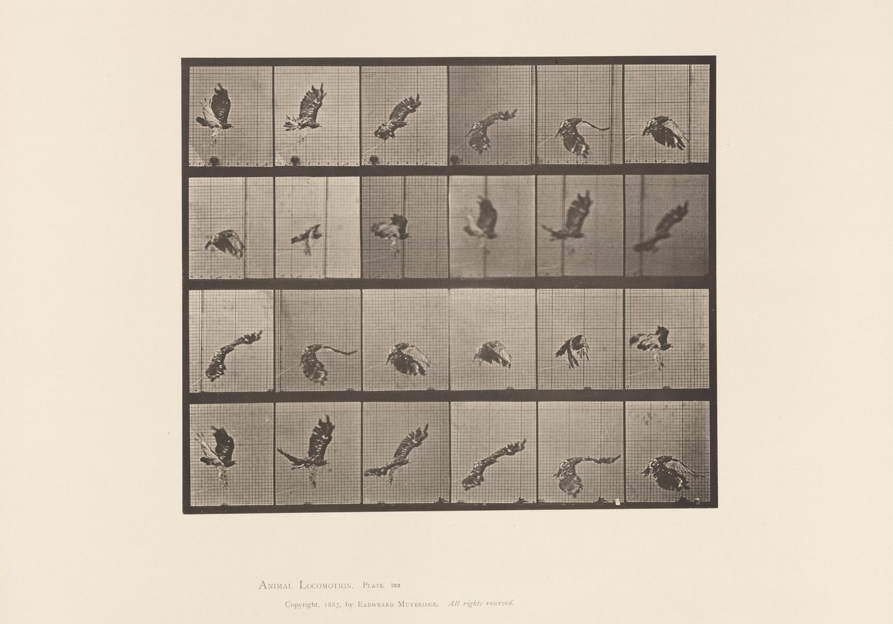 Tabliczka 763. Jastrząb czerwonoogoniasty; Latający autorstwa Eadweard Muybridge