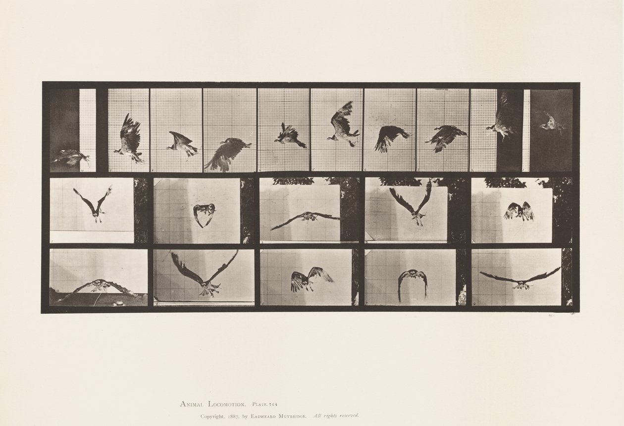 Tabliczka 764. Jastrząb rybny; Latający autorstwa Eadweard Muybridge