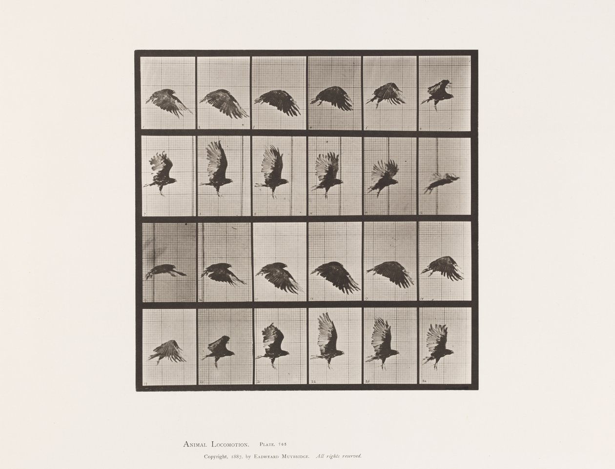 Płyta 765. Sęp; Latający autorstwa Eadweard Muybridge