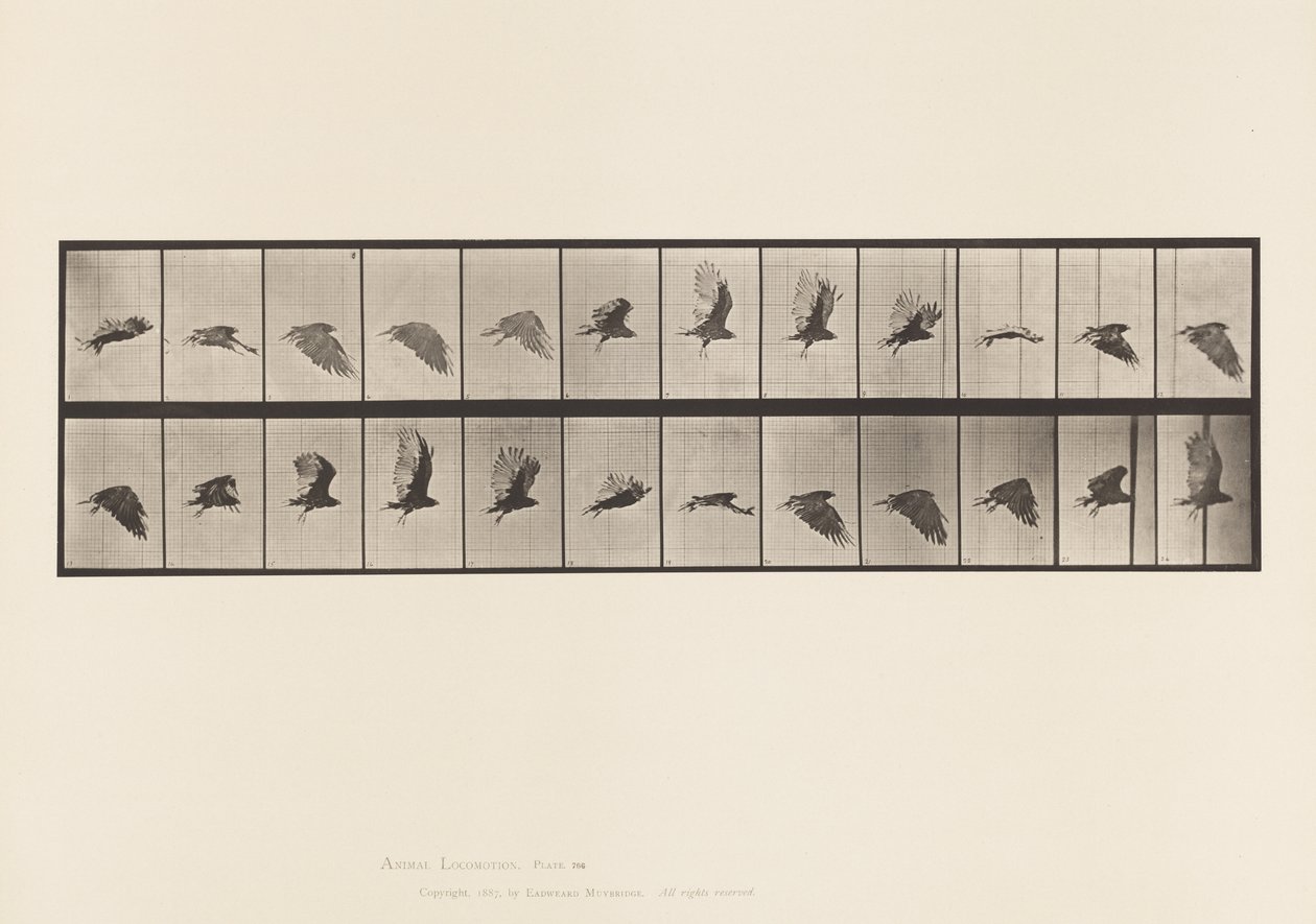 Płyta 766. Sęp; Latający autorstwa Eadweard Muybridge