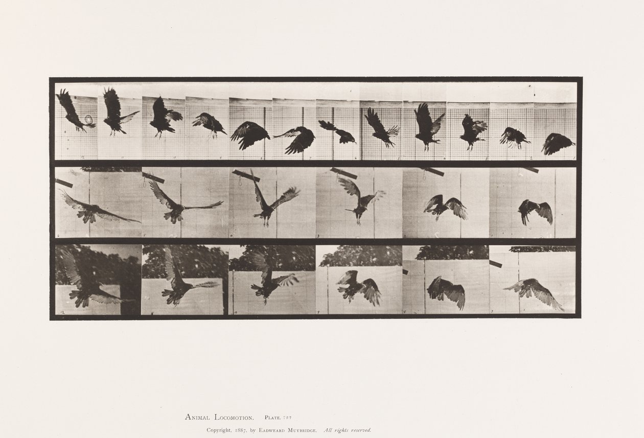 Tabliczka 767. Sęp; Latający autorstwa Eadweard Muybridge