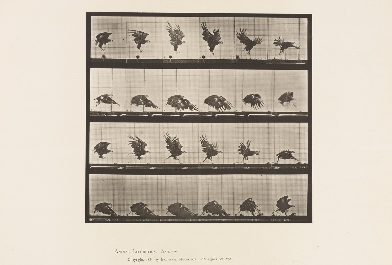Płyta 770. Orzeł amerykański; Latanie blisko ziemi autorstwa Eadweard Muybridge