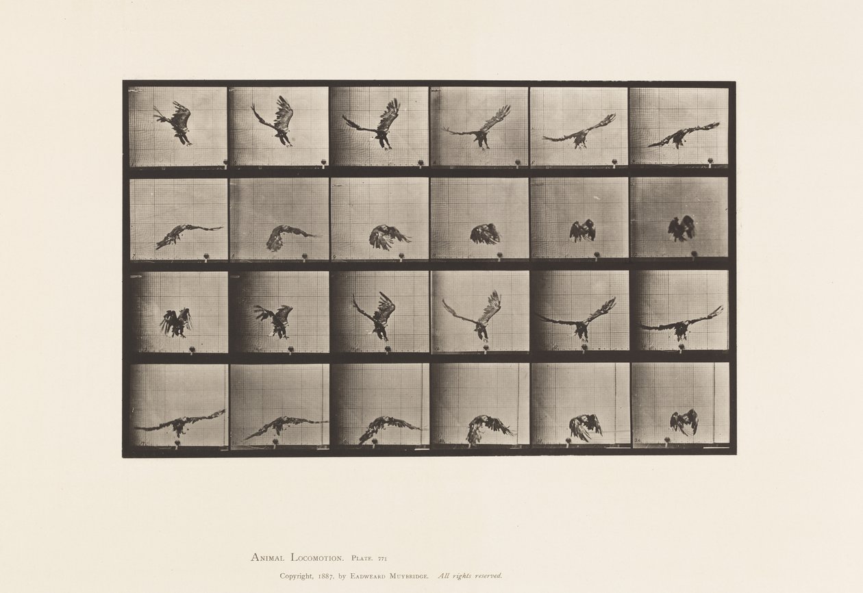 Tabliczka 771. Orzeł amerykański; Latanie blisko ziemi autorstwa Eadweard Muybridge