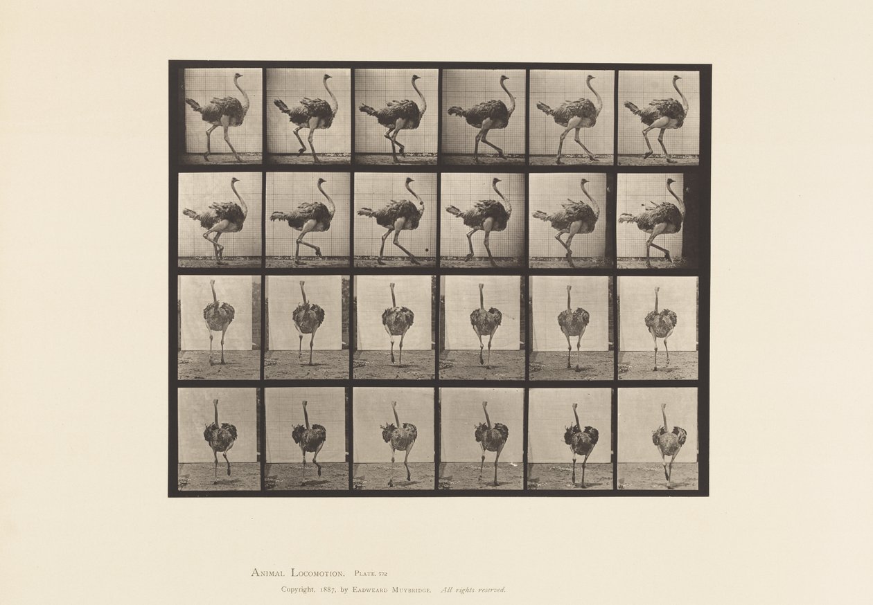 Tabliczka 772. Struś; Pieszy autorstwa Eadweard Muybridge
