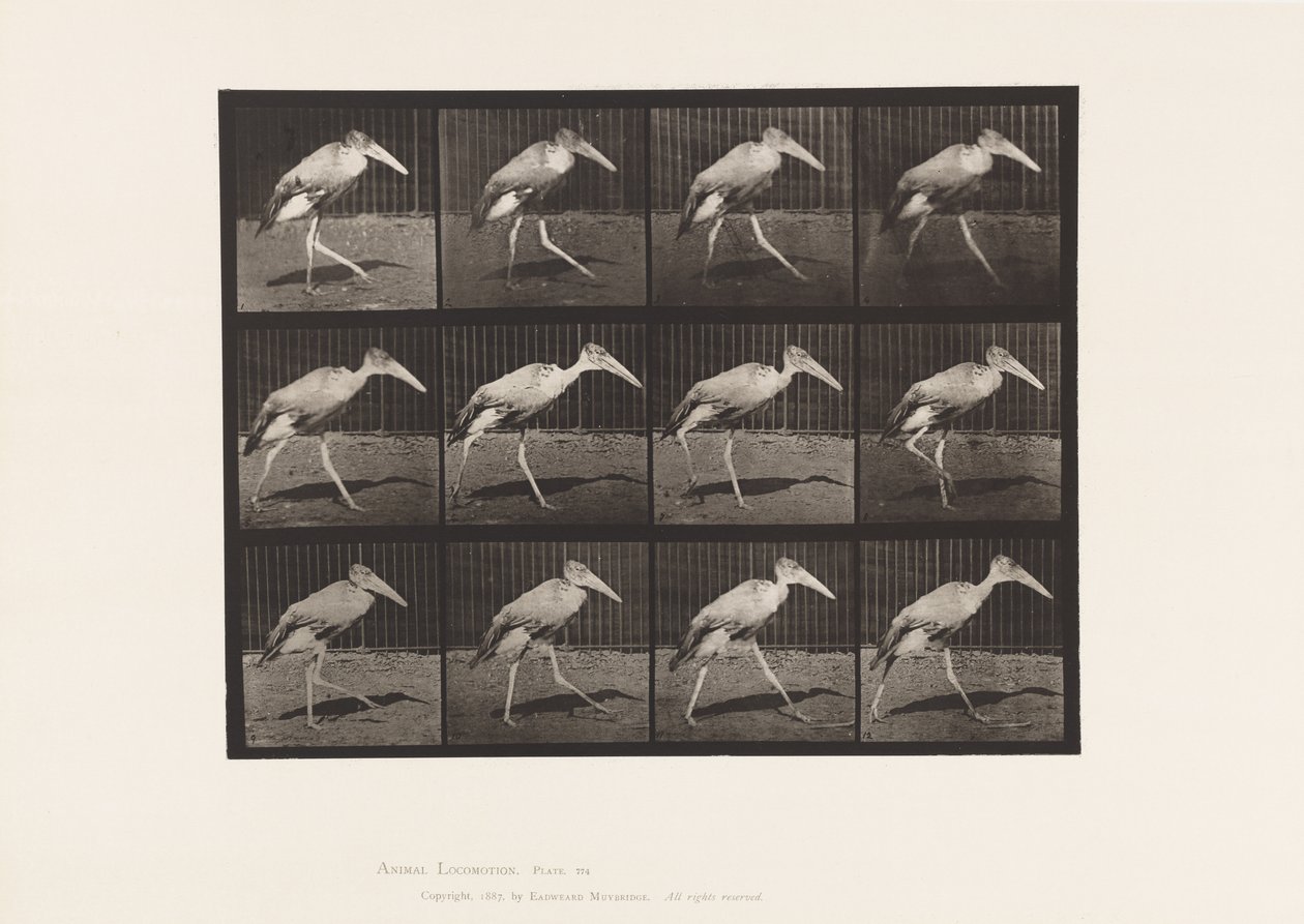 Tabliczka 774. Adiutant; Pieszy autorstwa Eadweard Muybridge