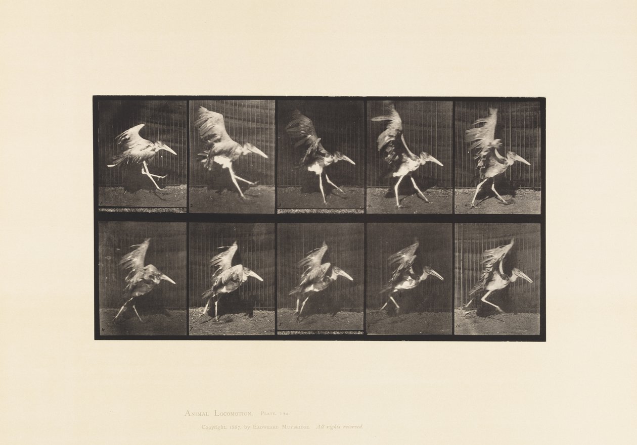 Tabliczka 775. Adiutant; Latający bieg autorstwa Eadweard Muybridge