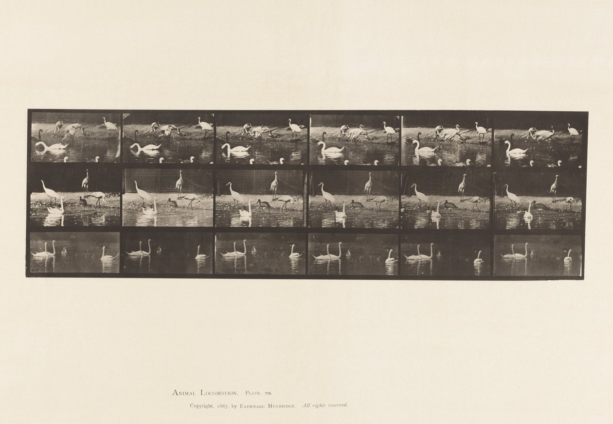 Tabliczka 776. Bociany; Łabędzie itp., A, B, C autorstwa Eadweard Muybridge