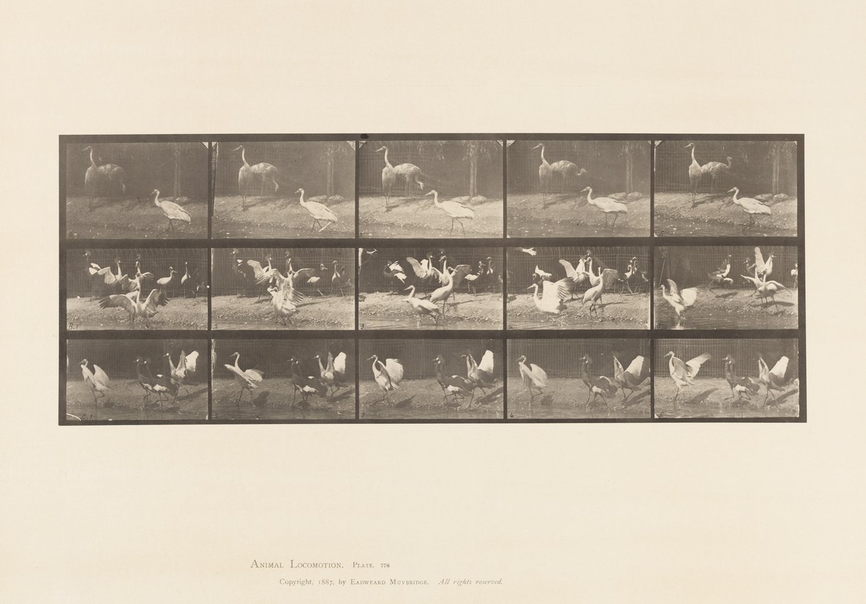 Tabliczka 778. Bociany; itd, A, B, C autorstwa Eadweard Muybridge