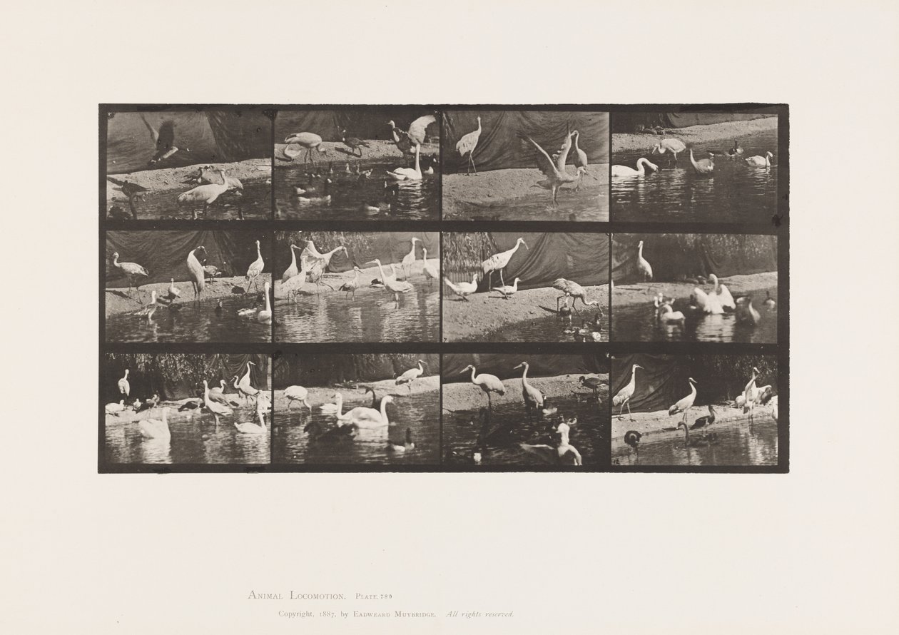 Płyta 780. Bociany; Łabędzie itp. autorstwa Eadweard Muybridge