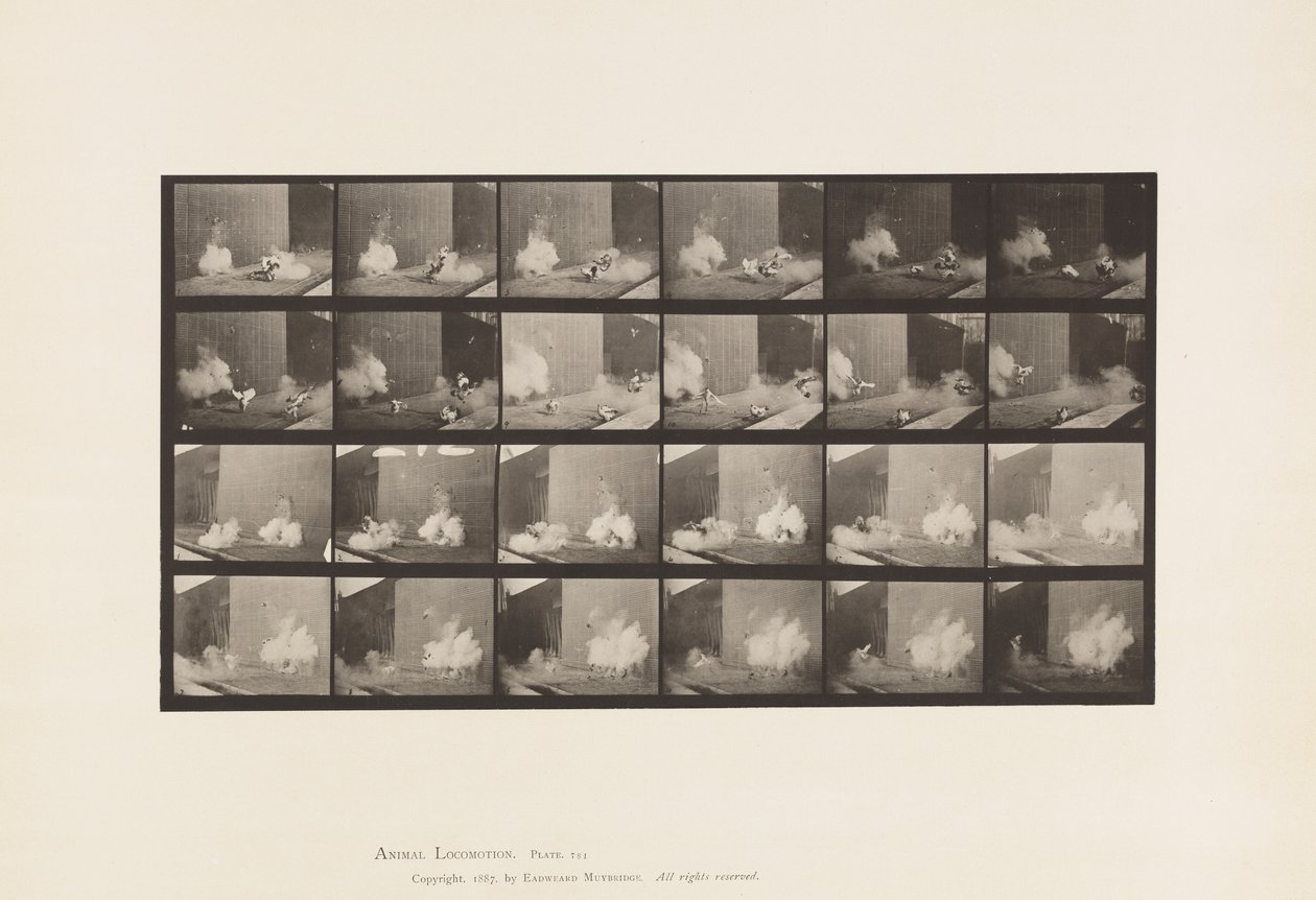 Płyta 781. Kurczaki; Przestraszony przez Torpedo autorstwa Eadweard Muybridge