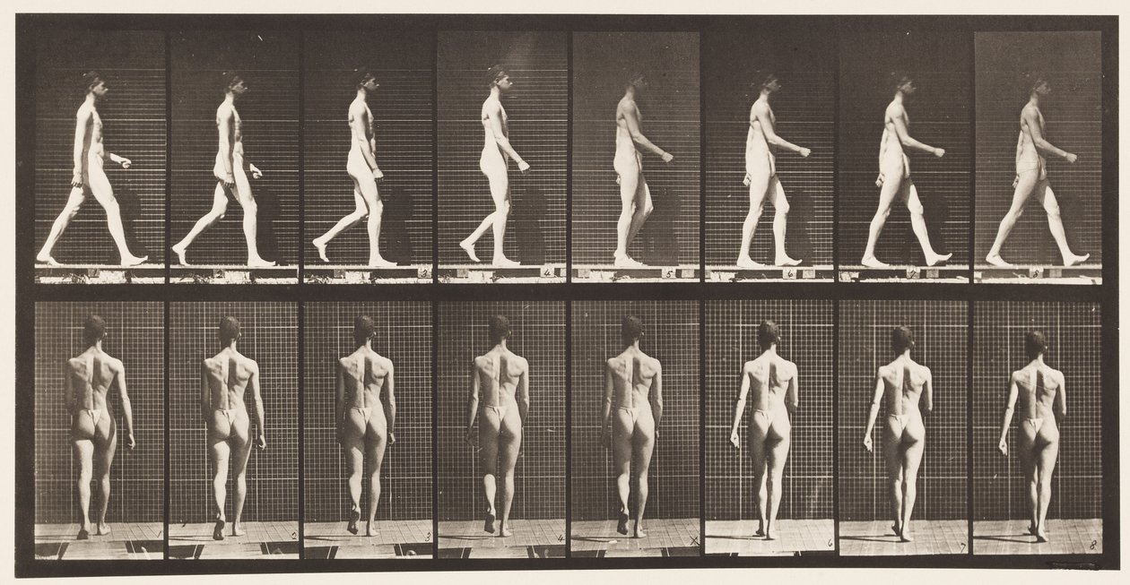 Płyta 9. Chodzenie, 1872-1885 autorstwa Eadweard Muybridge