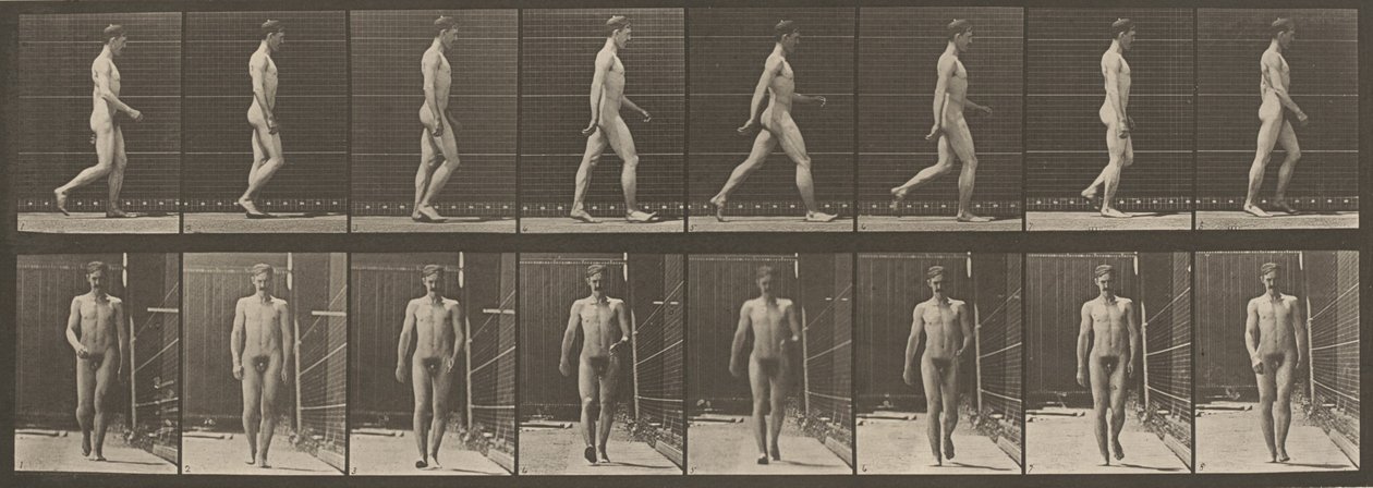 Płyta numer 5. Walking,1887 (zdjęcie) autorstwa Eadweard Muybridge