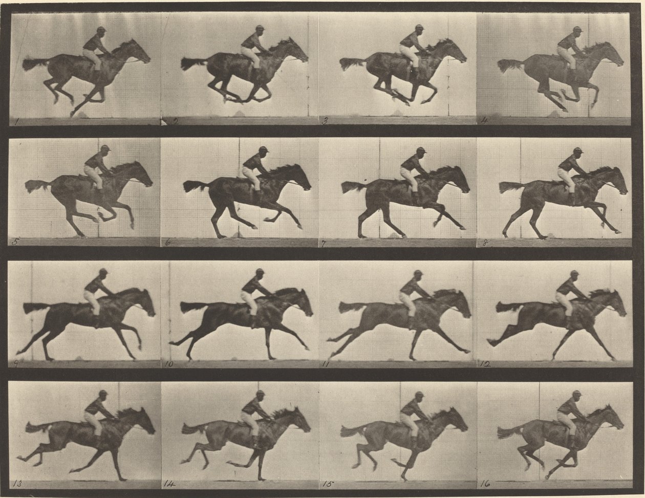 Numer rejestracyjny 626. Galop, klacz czystej krwi gniadej, Annie G. autorstwa Eadweard Muybridge