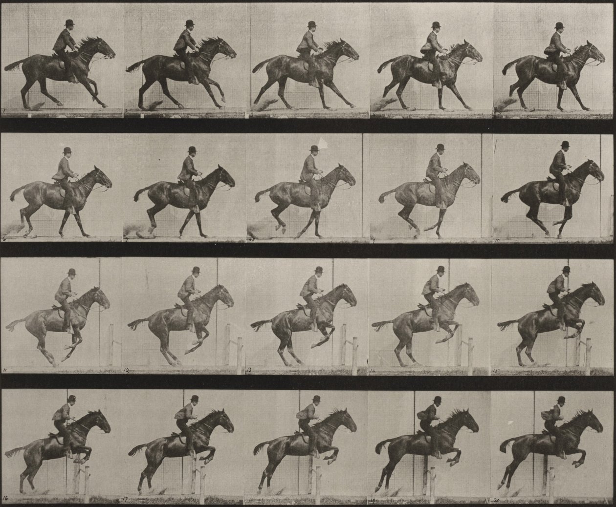 Tablica numer 636. „Daisy” przeskakuje przez przeszkodę, osiodłana, przygotowując się do skoku autorstwa Eadweard Muybridge