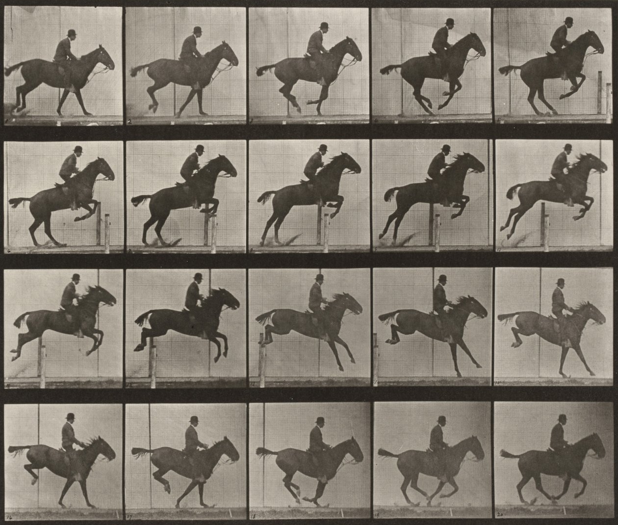Tablica numer 639. „Daisy” skacząca przez przeszkodę, osiodłana autorstwa Eadweard Muybridge