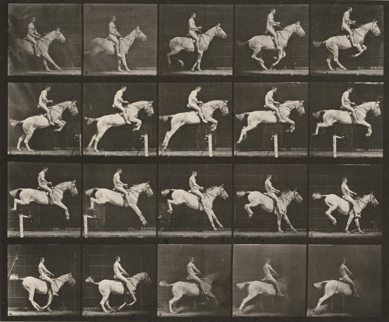 Tablica numer 642. „Pandora” skacząca przez przeszkodę, osiodłana; jeździec nagi autorstwa Eadweard Muybridge