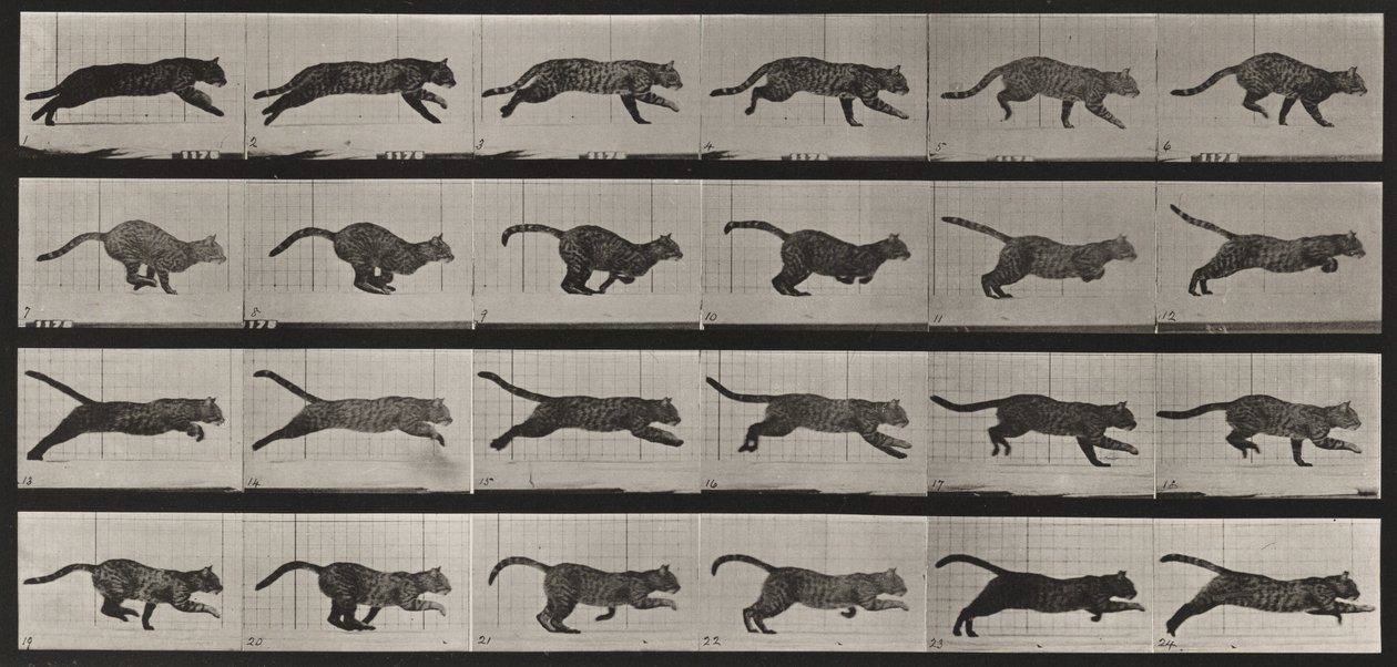 Tablica numer 720. Kot; galopem autorstwa Eadweard Muybridge