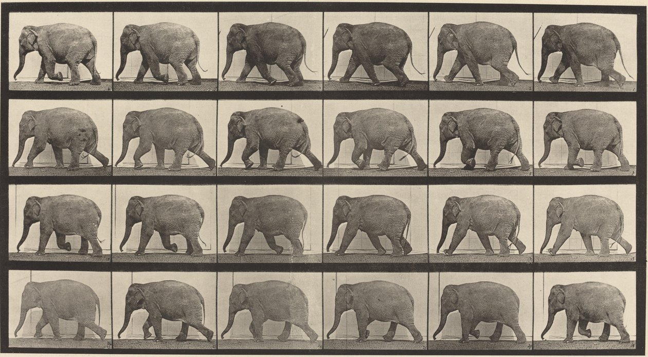Numer rejestracyjny 733. Spacer słonia autorstwa Eadweard Muybridge