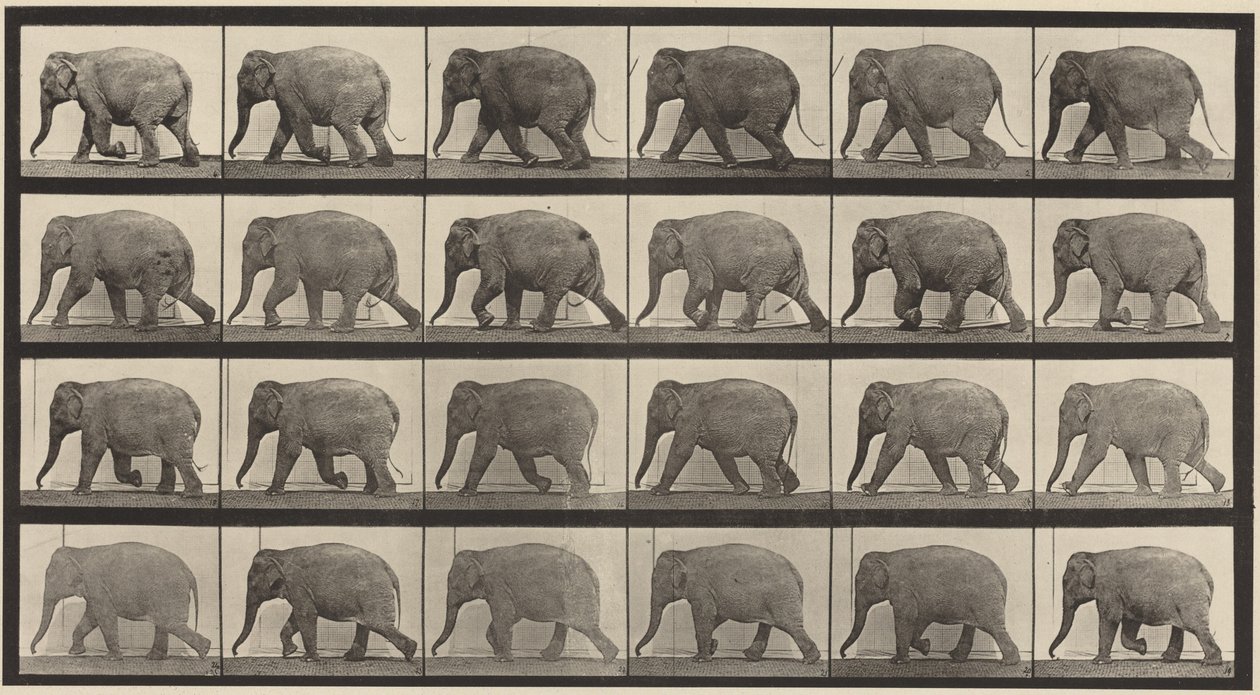 Tablica numer 733. Idący słoń autorstwa Eadweard Muybridge