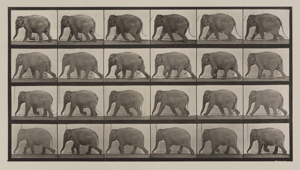 Numer rejestracyjny 733. Spacer ze słoniami autorstwa Eadweard Muybridge