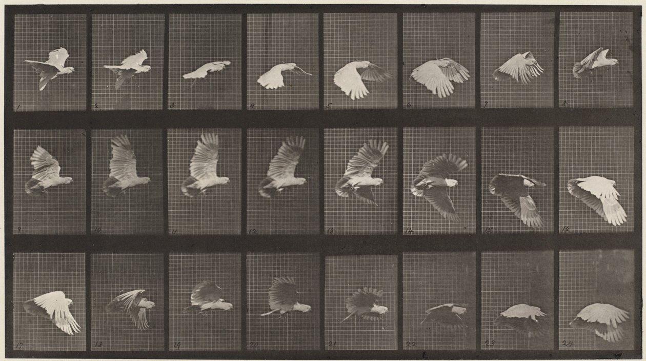 Płyta numer 758. Latający kakadu, 1887 (zdjęcie) autorstwa Eadweard Muybridge