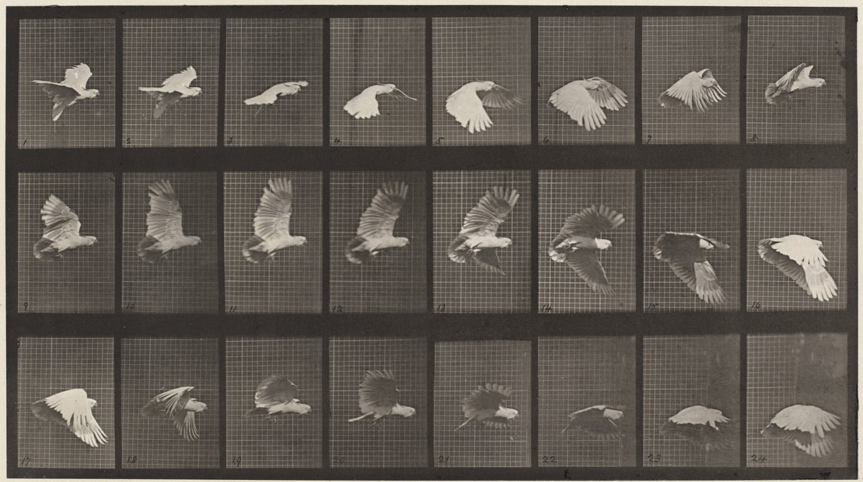 Numer rejestracyjny 758. Latająca kakadu autorstwa Eadweard Muybridge