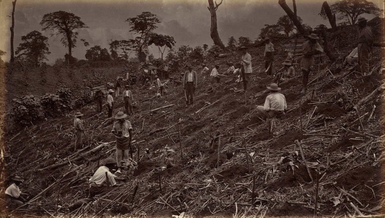Zakładanie plantacji kawy w Antigua de Guatemala, 1875, opublikowane 1877 (zdjęcie) autorstwa Eadweard Muybridge