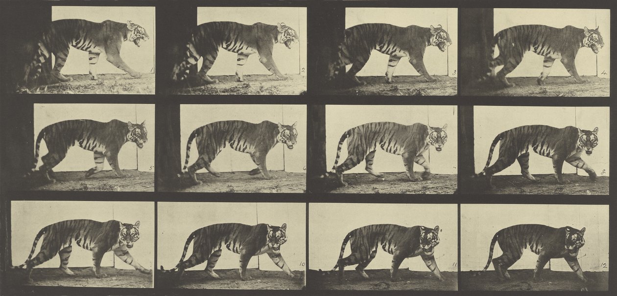 Tygrys spacerujący, płyta 729 z Animal Locomotion, 1887 autorstwa Eadweard Muybridge