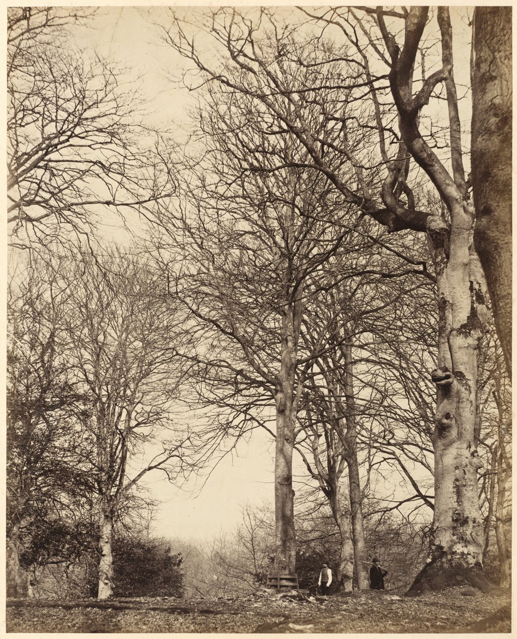 Buk Królowej Adelajdy, 1864 r. (zdjęcie) autorstwa Earl of Caithness