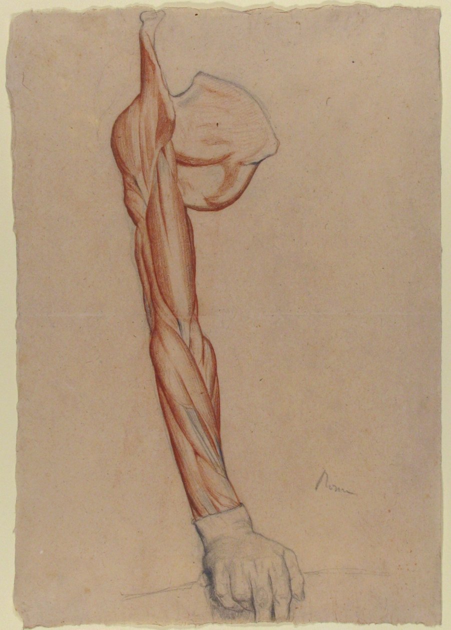 Écorché: prawe ramię i łopatka z nienaruszoną prawą dłonią autorstwa Edgar Degas