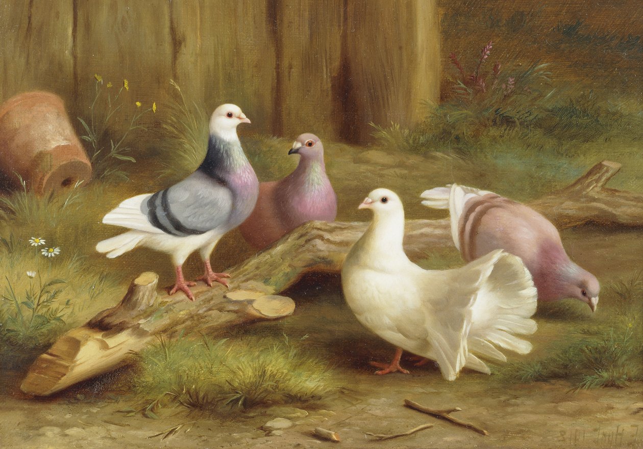 Gołębie autorstwa Edgar Hunt