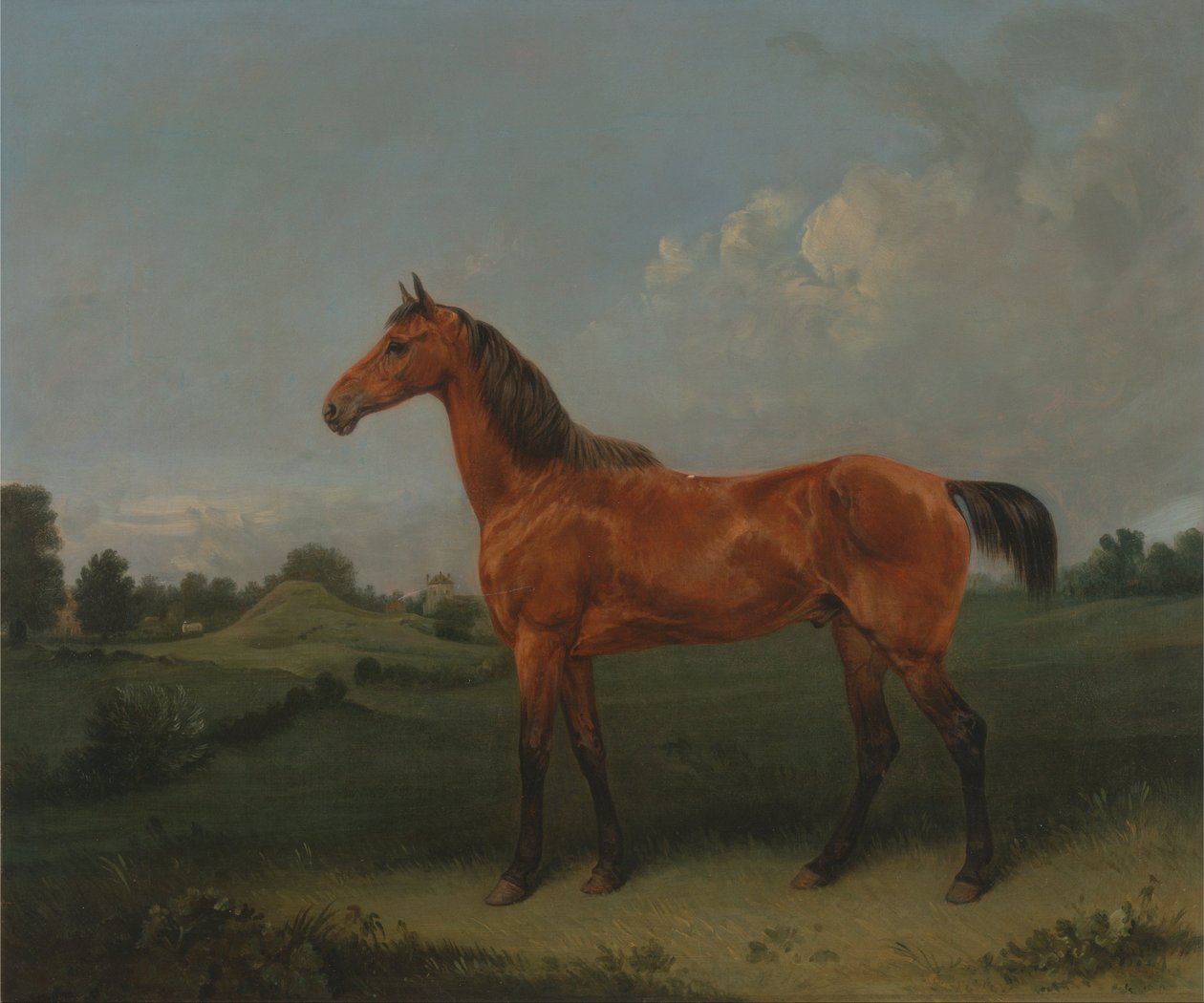 Gniady koń na polu autorstwa Edmund Bristow